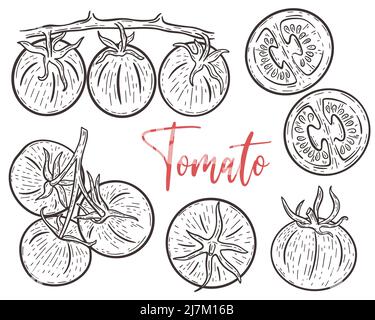 Tomaten Handgravur Set. Tomaten auf Zweig, ganze und Teile Skizze Sammlung. Vintage-Bild von Gemüse Vektor-Illustration Stock Vektor