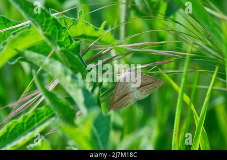 Braune Silberlinie (Petrophora chlorosata), eine Tagfliegende Motte aus Heide und anderen brackenreichen Lebensräumen Stockfoto