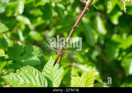 Libellula quadrimaculata (Vierfleckiger Chaser) Libellula thront auf einer Bramble Stockfoto