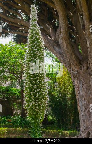 Turm aus blühenden Juwelen, (Echium simplex), mit Kanarische Drachenbaum Hintergrund Stockfoto