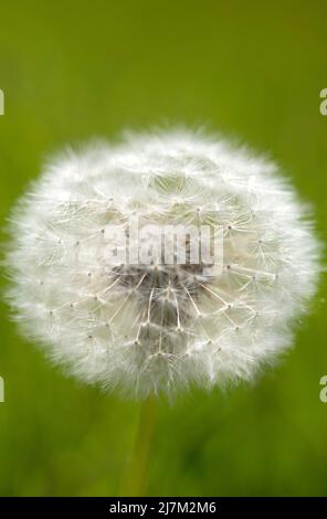 Flauschiger Dandelion auf verschwommenem grünem Hintergrund - Makrofotografie Stockfoto