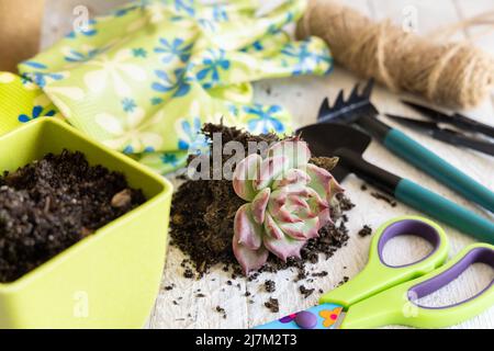 Pflanzen von saftigen Keimen in einer grünen Vase in der Nähe von Gartenwerkzeugen aus nächster Nähe. Indoor Gartenarbeit Hobbie Stockfoto