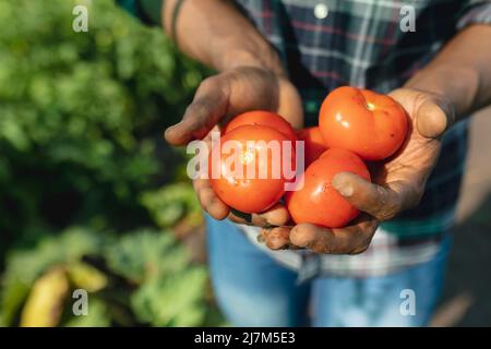 Nahaufnahme eines afroamerikanischen mittleren erwachsenen männlichen Bauern, der Tomaten in einer Bio-Farm hält. Ernte, unveränderte, gesunde Ernährung, Landwirt, Bio-Farmer Stockfoto