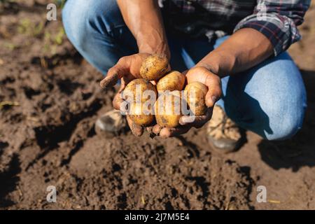 Mittelteil der afroamerikanischen Mid adult Farmer Ernte Kartoffeln auf Bio-Farm während sonnigen Tages. Unveränderte, gesunde Lebensmittel, Landwirt, Bio-Bauernhof und Stockfoto