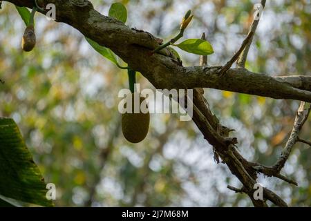 Jackfruit oder Jack Tree (Artocarpus heterophyllus). Am Baum hängen junge grüne Jackfrucht. Das ist die nationale Frucht von Bangladesch. Sehr Stockfoto