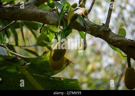 Jackfruit oder Jack Tree (Artocarpus heterophyllus). Am Baum hängen junge grüne Jackfrucht. Das ist die nationale Frucht von Bangladesch. Sehr Stockfoto