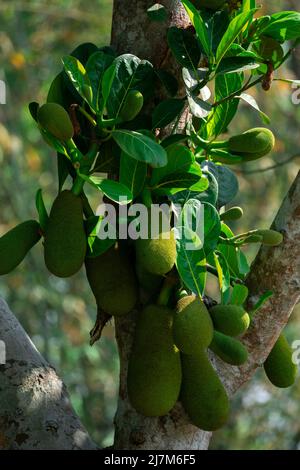 Jackfrucht oder Jack Tree (Artocarpus heterophyllous). Zahlreiche junge grüne Jackfruits hängen an den Bäumen. Das ist die nationale Frucht von Bangladesch. Stockfoto