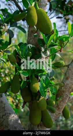 Jackfruit oder Jack Tree (Artocarpus heterophilus). Zahlreiche grüne junge Jackfruits hängen an den Bäumen. Das ist die nationale Frucht von Bangladesch. Stockfoto