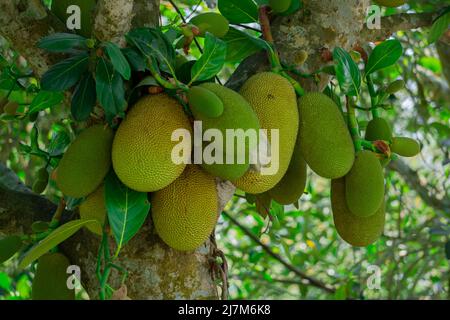 Jackfruit oder Jack Tree (Artocarpus heterophyllus). Zahlreiche grüne junge Jackfruits hängen an den Bäumen. Das ist die nationale Frucht von Bangladesch. Stockfoto