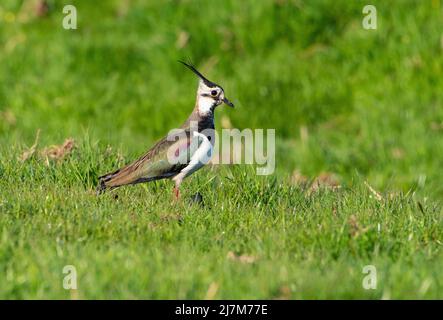 A Lapwing on Farmland, Whitewell, Clitheroe, Lancashire, Großbritannien. Stockfoto