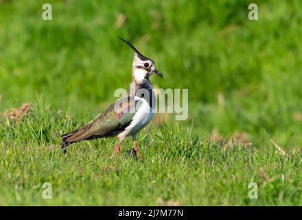 A Lapwing on Farmland, Whitewell, Clitheroe, Lancashire, Großbritannien. Stockfoto