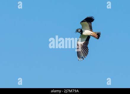 Ein Kiebitz, der über Ackerland fliegt, Whitewell, Clitheroe, Lancashire, Großbritannien. Stockfoto