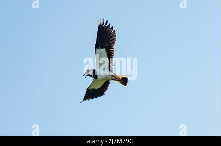 Ein Kiebitz, der über Ackerland fliegt, Whitewell, Clitheroe, Lancashire, Großbritannien. Stockfoto