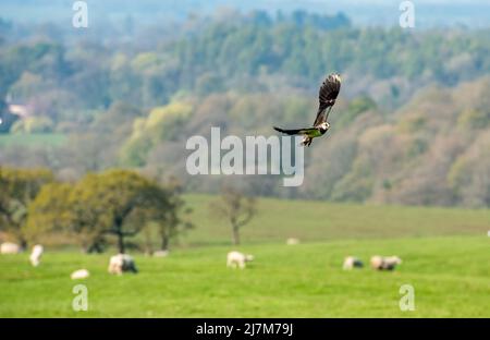 Ein Kiebitz, der über Ackerland fliegt, Whitewell, Clitheroe, Lancashire, Großbritannien. Stockfoto