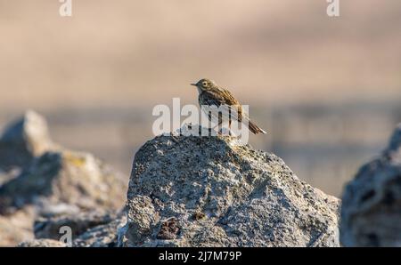 Ein Wiesenpipit auf einer Steinmauer, Whitewell, Clitheroe, Lancashire, Großbritannien Stockfoto