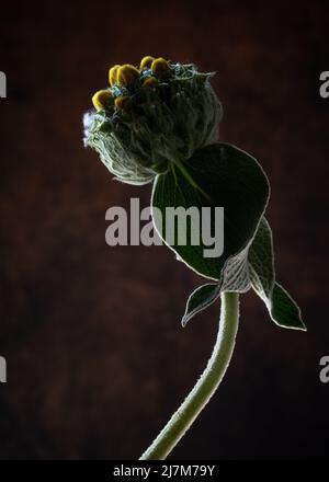 jerusalem oder türkischer Salbei, Phlomis russeliana, Blütenkopf und Blätter. Stockfoto