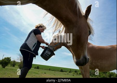 Edderitz, Deutschland. 10.. Mai 2022. Jana Schroeder-Grams wässern ihre Pferde. Sachsen-Anhalt hatte mit über 25 Grad seinen ersten heißen Tag des Jahres. Quelle: Heiko Rebsch/dpa/Alamy Live News Stockfoto