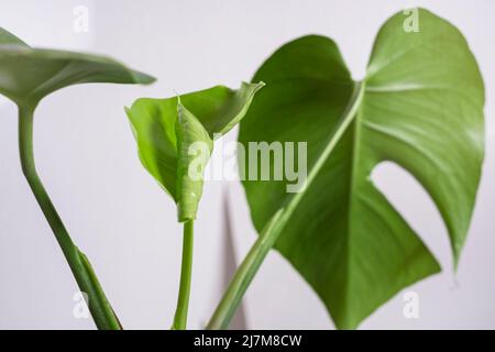 Schönes junges Blatt von Monstera auf hellem Hintergrund. Minimalismus-Konzept. Stockfoto