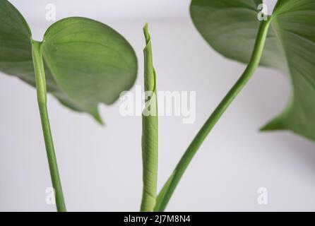 Schönes junges Blatt von Monstera auf hellem Hintergrund. Minimalismus-Konzept. Stockfoto