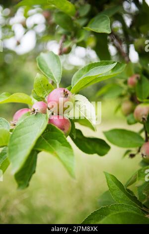 Eine Gruppe kleiner unreifer Äpfel, die im Frühsommer auf einem Baum wachsen Stockfoto