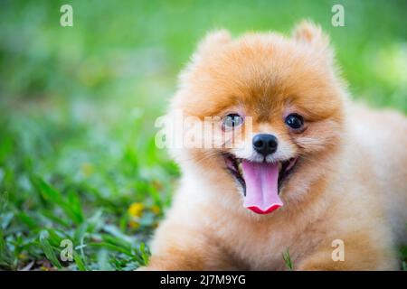 Ein Hund, der auf dem Gras liegt Stockfoto