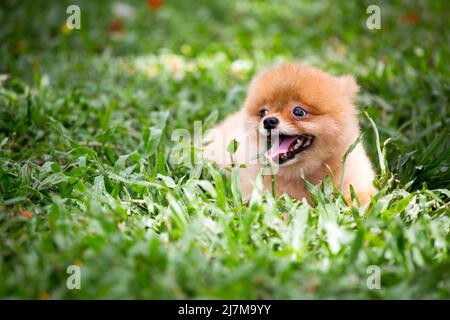 Ein Hund, der auf dem Gras liegt Stockfoto