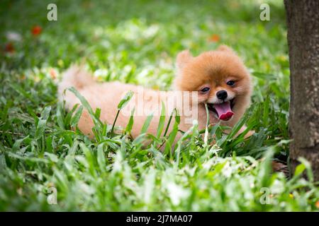 Ein Hund, der auf dem Gras liegt Stockfoto