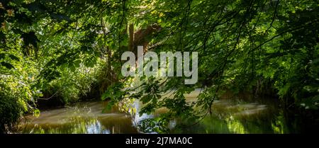 Sonnenlicht am Fluss Ouse in der Nähe von Barcombe Mills, East Sussex, eingerahmt von Zweigen. Stockfoto