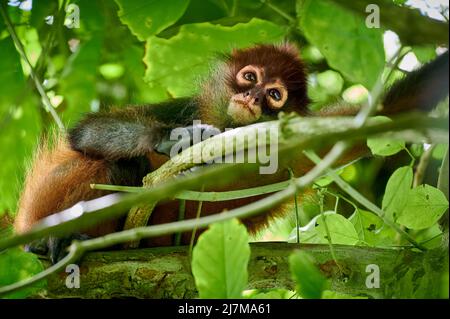 Geoffroys Spinnenaffen (Ateles geoffroyi) oder kunstvoll verzierte Spinnenaffen (Ateles geoffroyi ornatus), Corcovado-Nationalpark, Osa-Halbinsel, Costa Rica Stockfoto