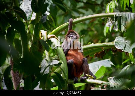 Geoffroys Spinnenaffen (Ateles geoffroyi) oder kunstvoll verzierte Spinnenaffen (Ateles geoffroyi ornatus), Corcovado-Nationalpark, Osa-Halbinsel, Costa Rica Stockfoto