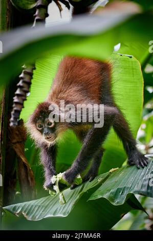 Geoffroys Spinnenaffen (Ateles geoffroyi) oder kunstvoll verzierte Spinnenaffen (Ateles geoffroyi ornatus), Corcovado-Nationalpark, Osa-Halbinsel, Costa Rica Stockfoto