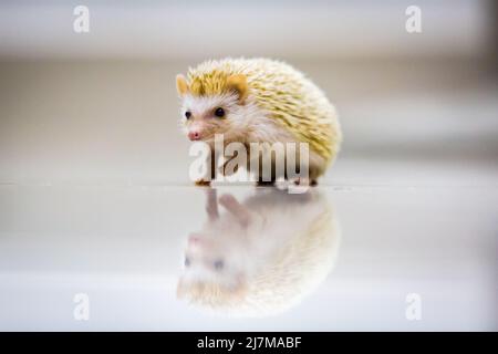 Baby Igel niedlich auf dem Boden Stockfoto