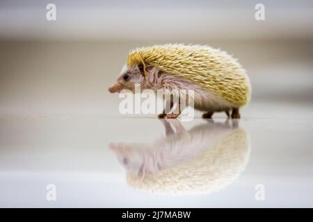 Baby Igel niedlich auf dem Boden Stockfoto