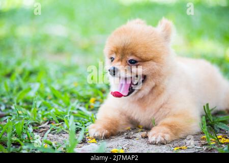 Ein Hund, der auf dem Gras liegt Stockfoto