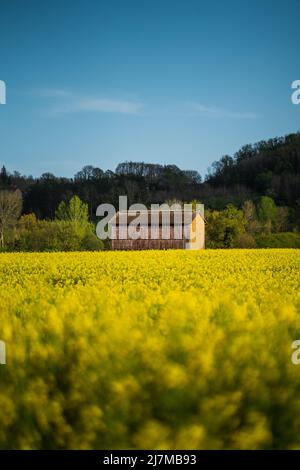 Ein verlassener Schuppen in einer bunten Frühlingslandschaft mit blauem Himmel Stockfoto