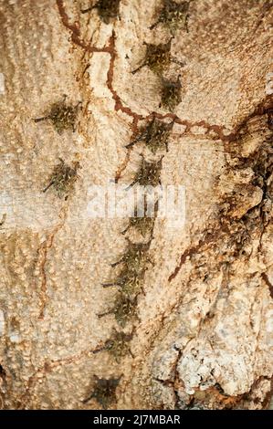 Proboscis-Fledermäuse oder langnasige Fledermäuse (Rhynchonycteris naso), die auf einem Baumstamm über Rio Bebedero, Costa Rica, Mittelamerika, ruhen Stockfoto