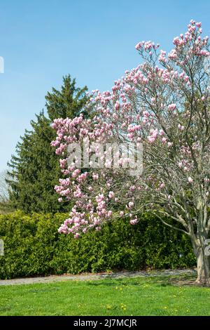 Portrait eines chinesischen Untertasses Magnolienbaum in voller Blüte mit schönen rosa und weißen Blumen fotografiert im Hendrie Park - Royal Botanical Gardens. Stockfoto