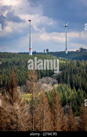 Hilchenbach, Nordrhein-Westfalen, Deutschland - Waldkäfer im Landkreis Siegen-Wittgenstein im Sauerland schädigen Dürre und Rindenkäfer Stockfoto