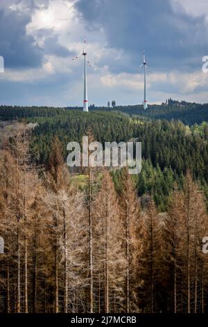 Hilchenbach, Nordrhein-Westfalen, Deutschland - Waldkäfer im Landkreis Siegen-Wittgenstein im Sauerland schädigen Dürre und Rindenkäfer Stockfoto