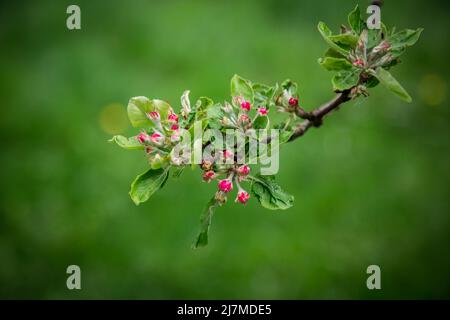Blühender Apfelbaum Stockfoto