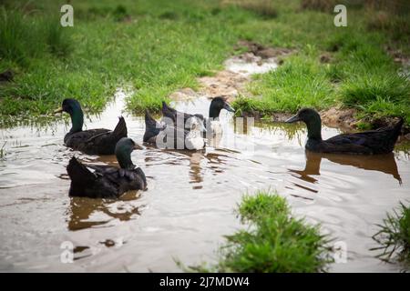 Gruppe pommeranischer Enten, eine alte Entenrasse aus Deutschland Stockfoto