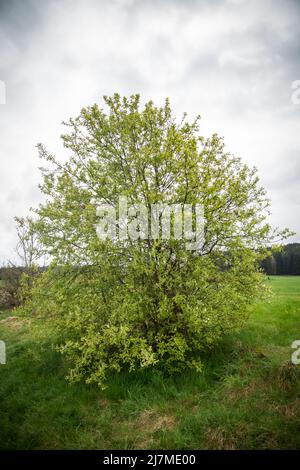 Vogelkirsche (Prunus padus) im Frühjahr Stockfoto