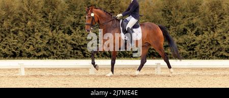 Klassisches Dressurpferd. Pferdesport. Dressur der Pferde in der Arena. Sporthengst im Zaumzeug. Reitturniere zeigen. Grün im Freien Stockfoto