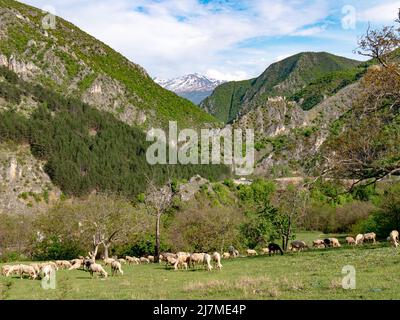 Sharr Berge von der Festung von Prizren aus gesehen, mit weidenden Schafen im Vordergrund, Kosovo Stockfoto