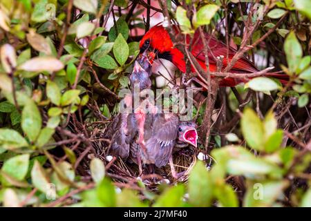 Männchen Nordkardinal, Cardinalis Cardinalis, füttert Jungvögel im Nest Stockfoto