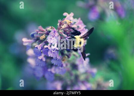 Bumble Bee sammelt Nektar auf Fliederblume mit verschwommenem Hintergrund. Stockfoto