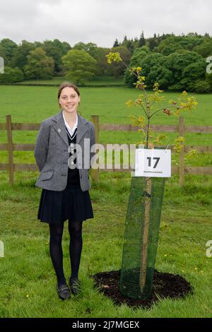 Ascot, Bergen, Großbritannien. 10.. Mai 2022. Die 14-jährige Heathfield Schoold-Schülerin Olive steht neben dem nominierten Baum ihrer Schule. In Verbindung mit der Ascot Racecourse und dem Crown Estate kamen Schüler von 70 Schulen in ganz Bekshire, um sich heute mit 70 Bäumen im Windsor Great Park fotografieren zu lassen, um an das Platin-Jubiläum Ihrer Majestät der Königin zu erinnern. Quelle: Maureen McLean/Alamy Live News Stockfoto