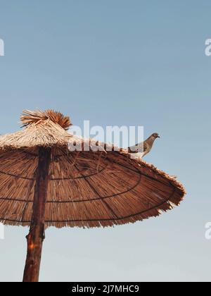 Eine Taube sitzt auf einem Strohschirm Stockfoto