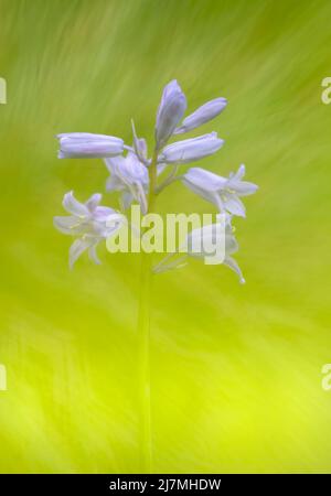 Exquisite Bluebell Blume, (Hyacinthoides non-scripta), fotografiert vor einem schlichten grünen Blatthintergrund Stockfoto