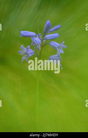 Exquisite Bluebell Blume, (Hyacinthoides non-scripta), fotografiert vor einem schlichten grünen Blatthintergrund Stockfoto